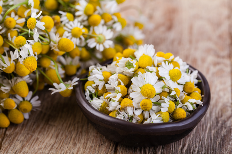 chamomile