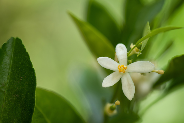 neroli