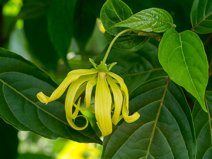 ylang-ylang