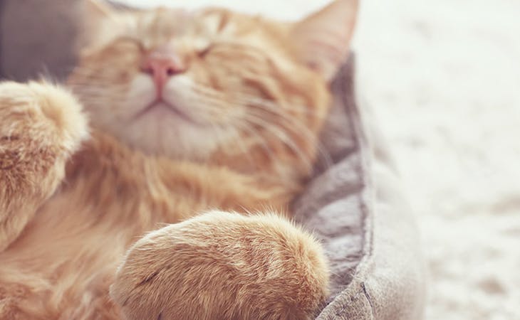 5 Tips for Choosing the Best Pet Bed