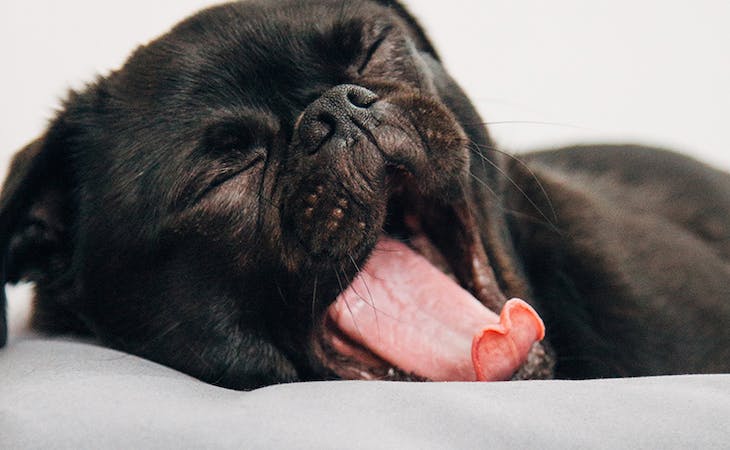 5 Ways to Keep Your Pet From Ruining Your Sleep