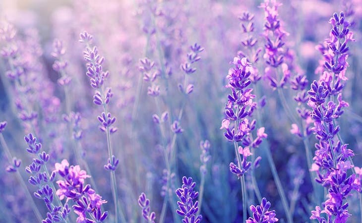 4 Ways Lavender Helps You Sleep