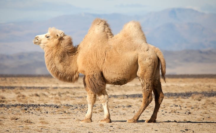 camel with humps to illustrate a mattress with kings ridge