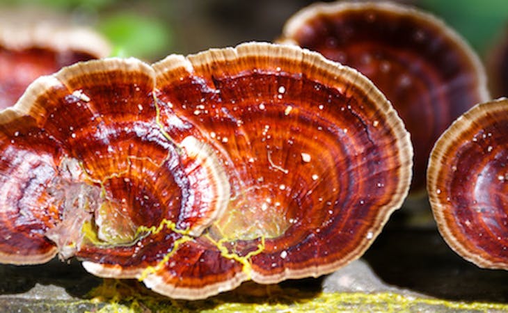 Can Medicinal Mushrooms Help You Sleep Better?