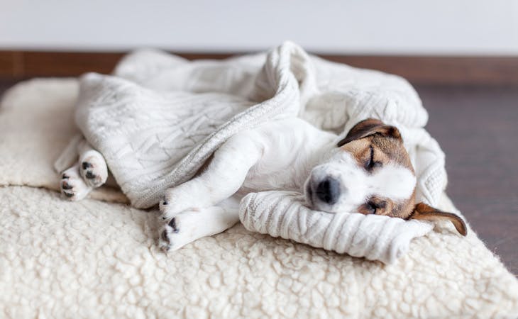 6 Ways to Help Your Stressed Pet Get Better Sleep