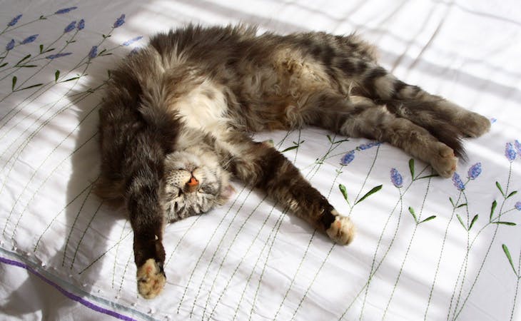 6 Lessons My Cat Taught Me About Sleep