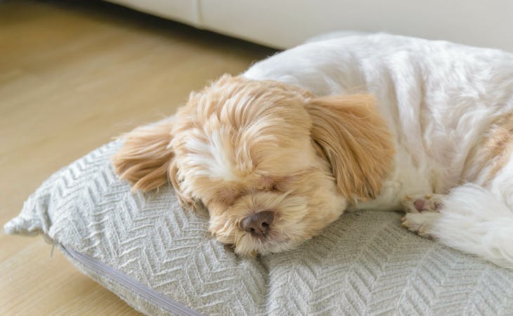 image of dog lying on pillow