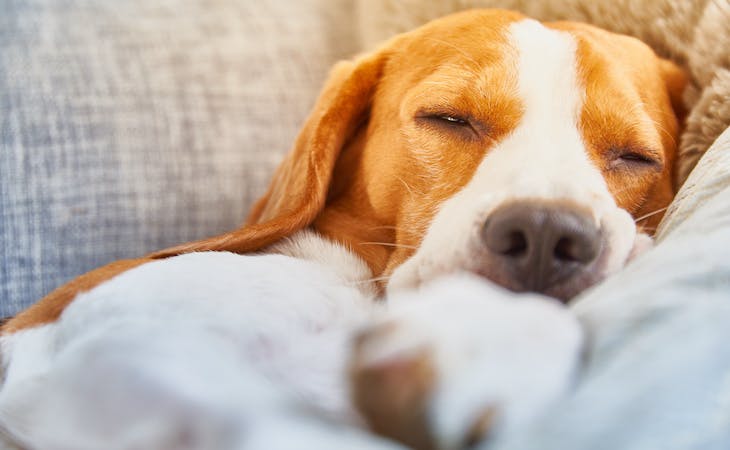 Can Dogs Have Melatonin? Here’s What You Need to Know