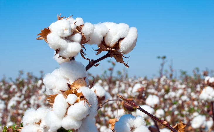 cotton flower in the field