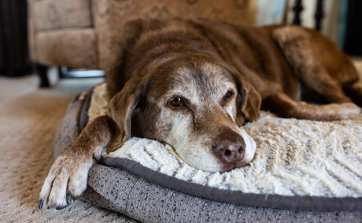 senior dog lying on pet bed