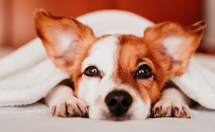 Can CBD Help Your Dog Sleep Better?