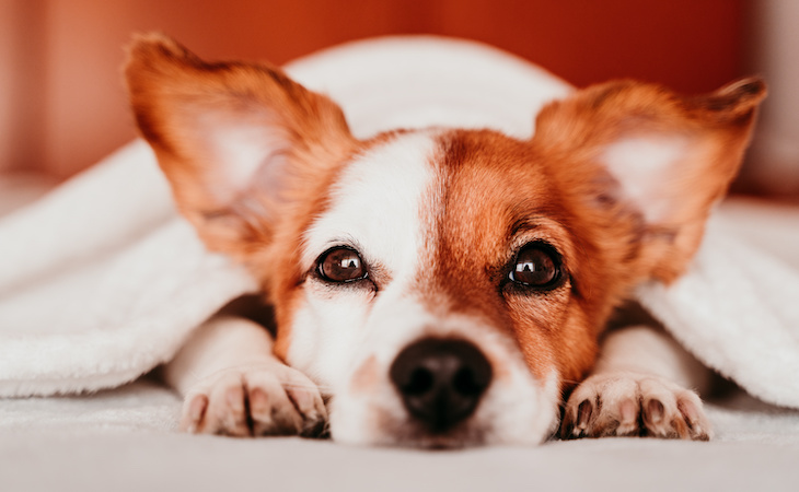 sleepy dog under covers on bed