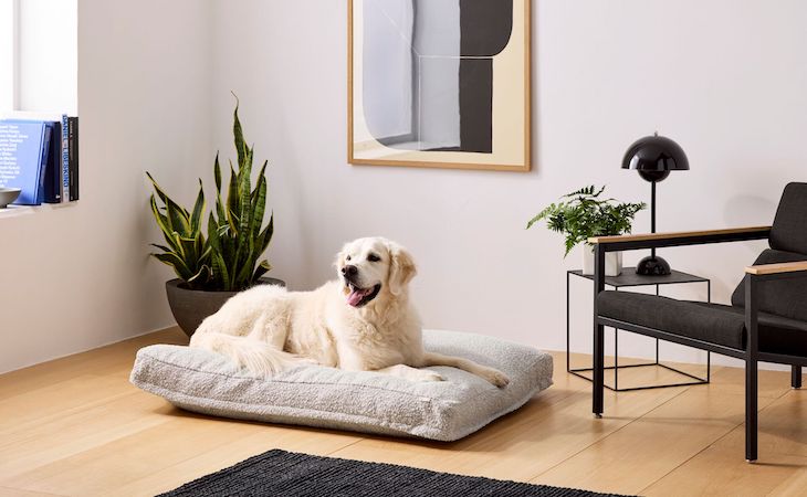The Right Way to Clean a Dog Bed