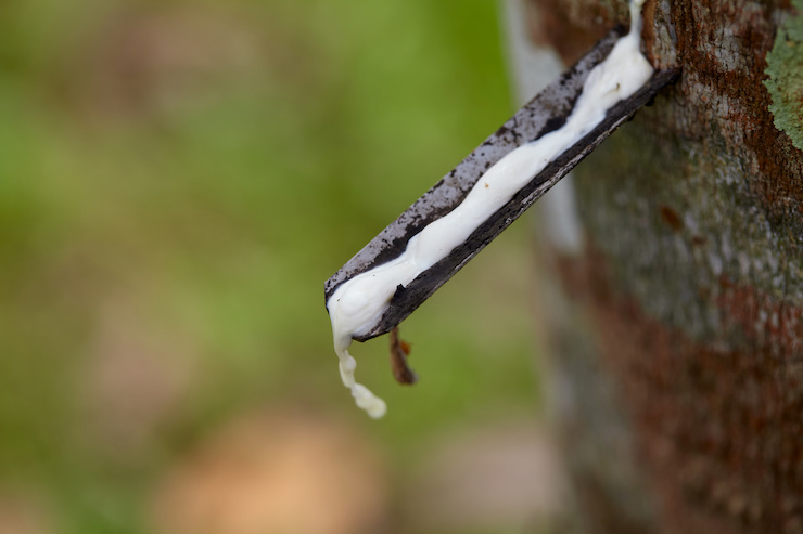 Milky latex extracted from rubber tree trunk 