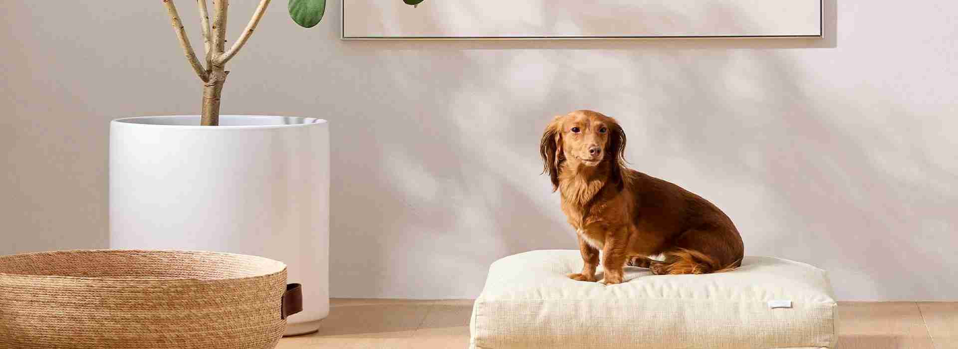 dog bed front model small 3 2