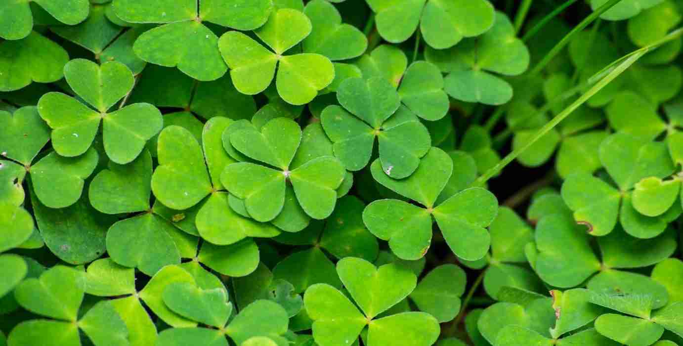 Oxalis smaller  Resampled