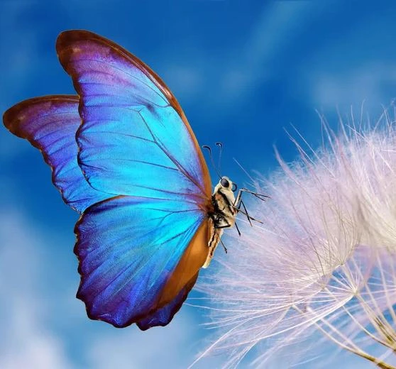 228268 0 42791100 1734343355 shutterstock 1927160003